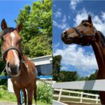 肥育場より【馬の直接救済】支援募集