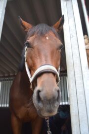 ⑮ヒメ(1口)　山武