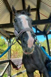 ㉕ラファ(9口)　大阪