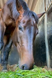 ⑬メメ(2口)山武