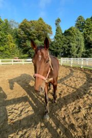 ⑲イヴ(1口)　山武