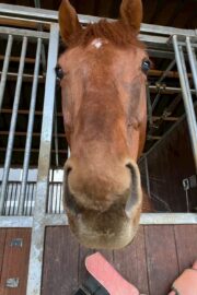 テラ(オーナー決定)