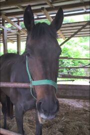 ㉒こころ号(8口)　山武