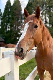 ㉖永遠(とわ)(8口)　大阪