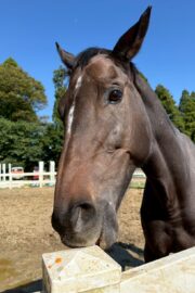 ㉔ヒナタ(8口)　山武