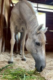 ㉛ミラクル(9口)　山武