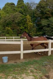 ⑮ヒメ(1口)　山武