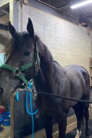 ⑤ハオ(1口)　山武