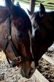 ㉗チャコ(8口)　大阪