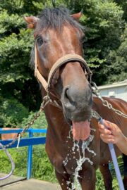 ブライト(オーナー決定)