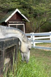 ㉘ヒカル(12口)　大阪