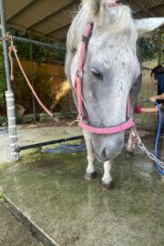 ㉛ミラクル(9口)　山武