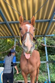 ㉜ククナ(8口)　四木