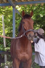 アキラ(オーナー決定)