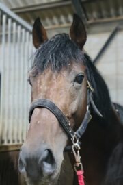 ブライト(オーナー決定)