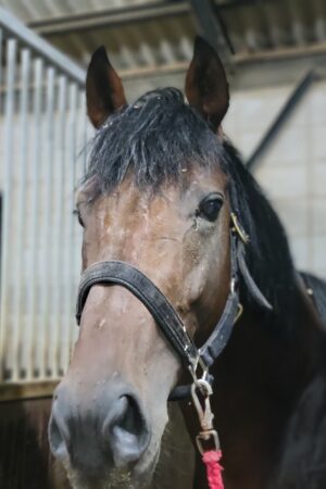 ブライト(オーナー決定)