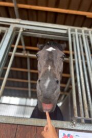 ⑧ピノ(8口)　山武