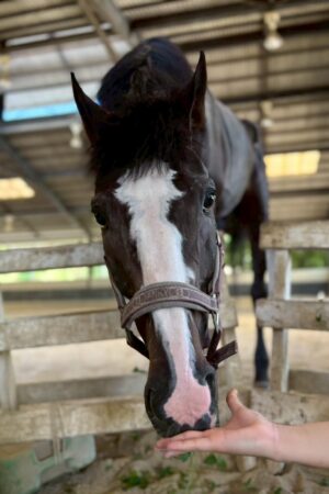 ㉕ラファ(9口)　大阪