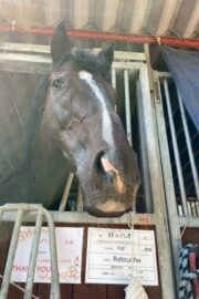 ⑤ハオ(1口)　山武