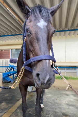 ⑧ピノ(8口)　山武