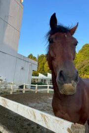 ⑮ヒメ(1口)　山武