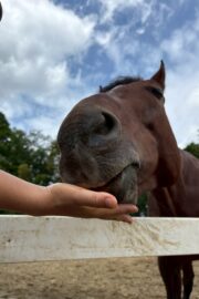 ④ケン(4口)　山武
