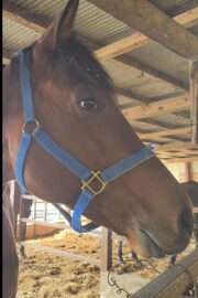 ㉑サニー(7口)　山武