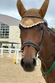 ⑮ヒメ(1口)　山武