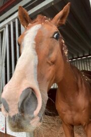 ②ハル(2口)　山武