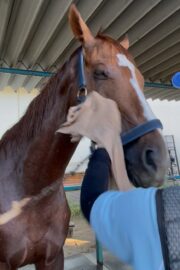 ⑭シャイン(8口)　山武