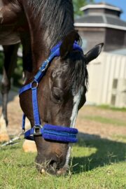 ㉓アンジュ(8口)　山武