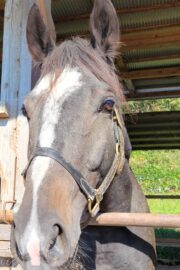 ①パヴォーネ(2口)　山武