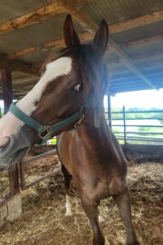 ⑥ノア(2口)　山武