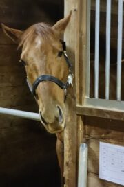 テラ(オーナー決定)