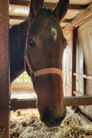 ⑲イヴ(1口)　山武