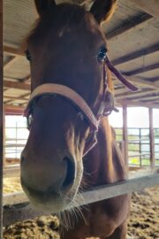 テラ(オーナー決定)