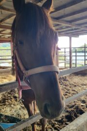 テラ(オーナー決定)