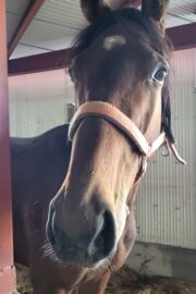 ⑰ユメ(2口)　山武