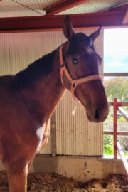 ⑰ユメ(2口)　山武