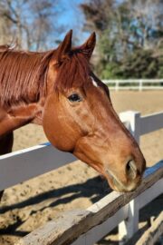 テラ(オーナー決定)