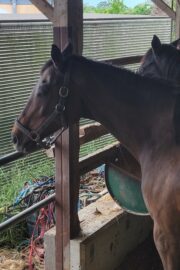 ㉔ヒナタ(8口)　山武