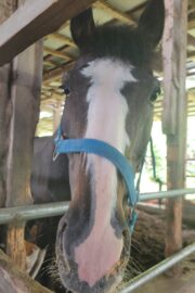 ㉕ラファ(9口)　大阪