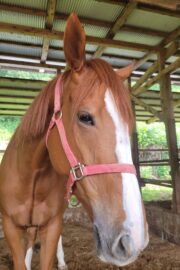 ㉖永遠(とわ)(8口)　大阪