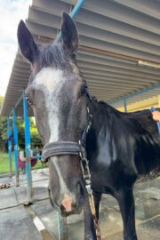 ①パヴォーネ(2口)　山武