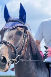 ①パヴォーネ(2口)　山武