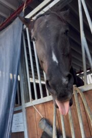 ⓪マッシュ(1口)山武