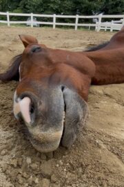 ㉑サニー(7口)　山武