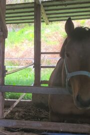 アキラ(オーナー決定)