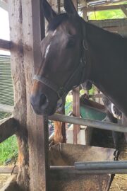 ㉔ヒナタ(8口)　山武