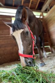 ㉝ マリア (8口)　四木